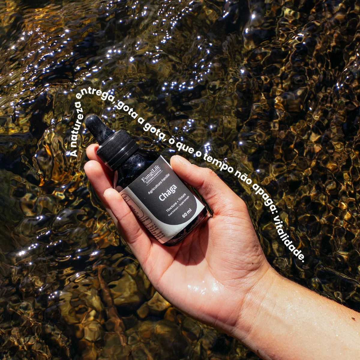 Cogumelo Chaga | Extrato Líquido 60ml