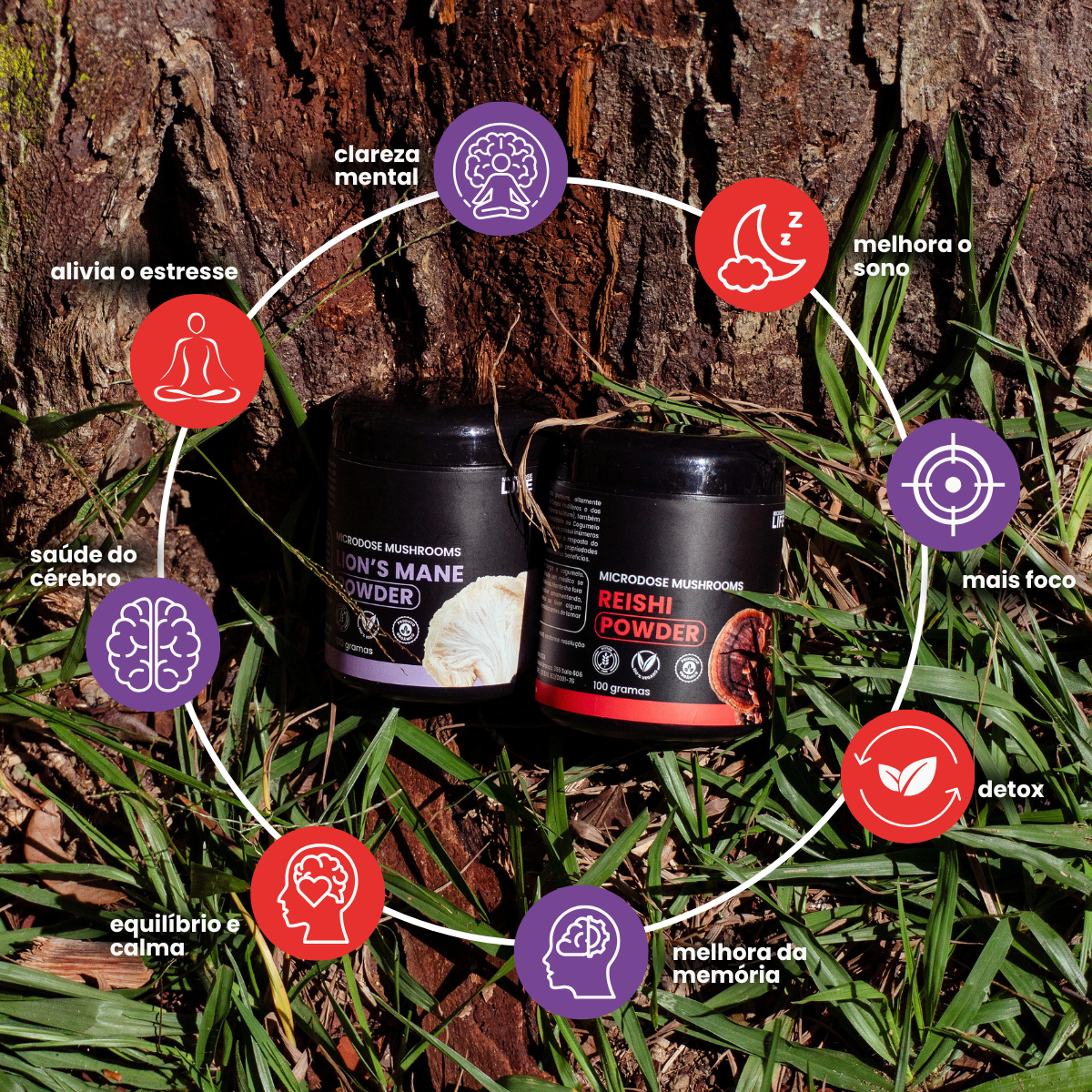 Kit Foco e Equilíbrio | Lion's Mane + Reishi | Extrato em Pó 100gr