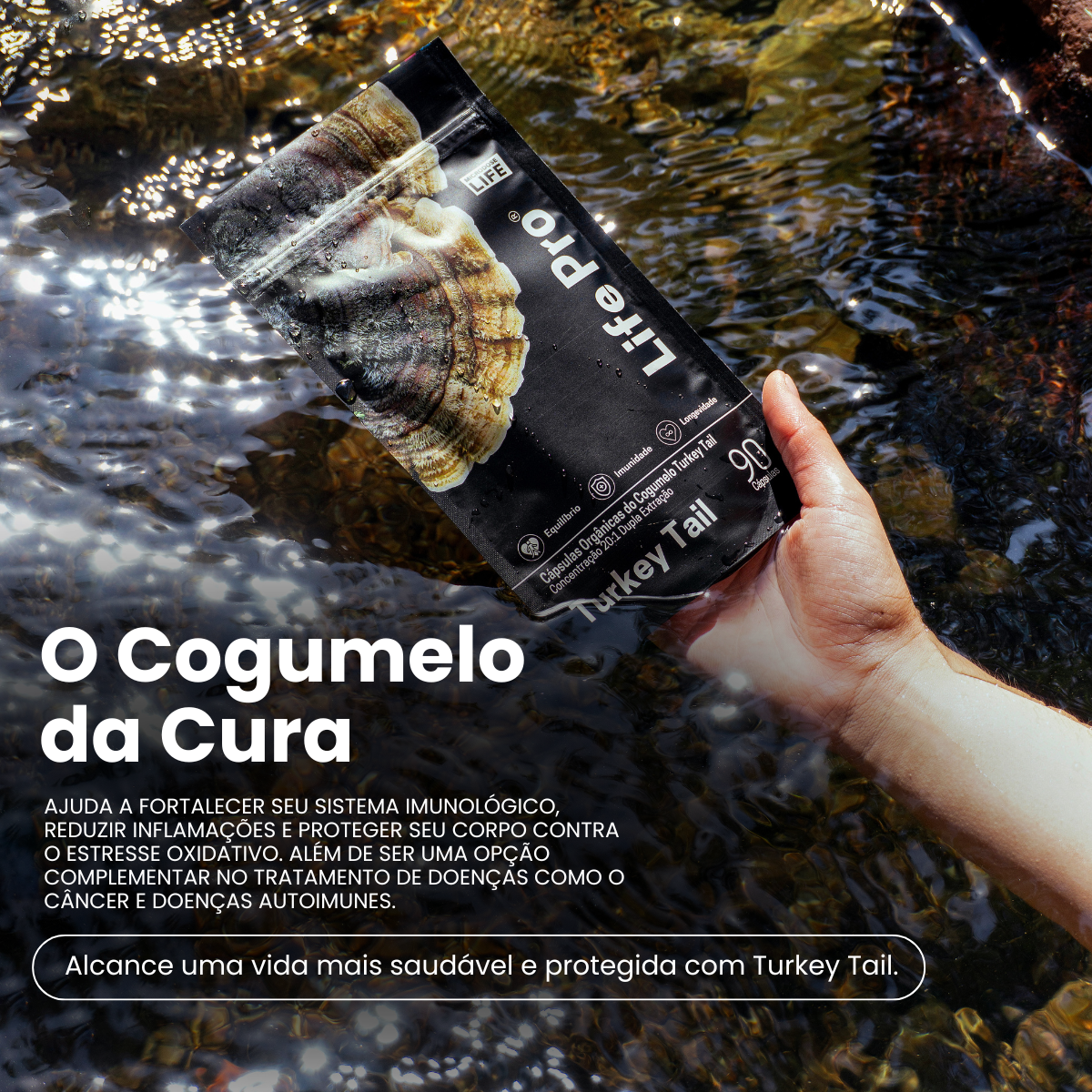 Cogumelo Turkey Tail (Cauda de Peru) | Extrato Encapsulado 90 caps